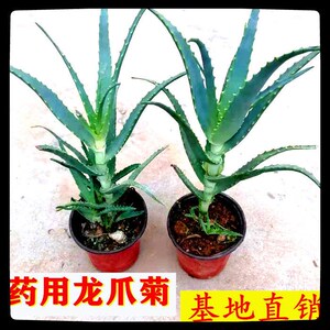 绿植药用花卉木立芦荟木剑芦荟 小木芦荟龙爪菊龙爪芦荟盆栽