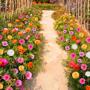 花卉室外庭院四季七彩