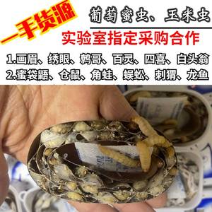 葡萄蜜虫