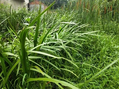 欧洲进口代野生晒干石菖蒲叶九节菖蒲叶子水剑草产后泡澡去风寒洗
