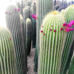 实生仙人柱大凤龙小苗开红花仙人掌耐干旱好养仙人球多肉植物盆栽
