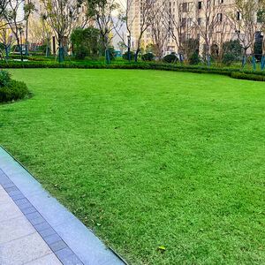 草坪台湾草花园绿化带泥土景区免剪马尼拉家用街边带土草皮地毯草