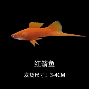 xufeilong1992淘宝胎生鱼孔雀鱼红黄米奇鱼红剑鱼黑玛丽鱼活体鱼