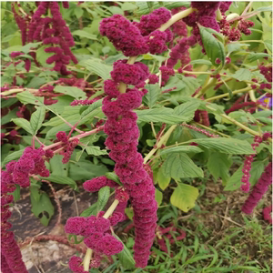 红籽粒苋种子西米菜野千穗谷菜御谷菜西风谷菜西粘谷菜米谷菜种籽