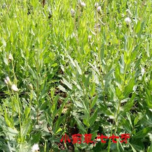 野红花小蓟种子野生刺角芽千针草水刺菜刺儿菜刺狗牙枪刀菜中草药