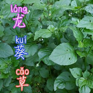 野生龙葵草种子白花菜野海椒菜黑星星天茄菜籽一年生直立草本植物