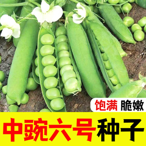 高产早熟中豌6号豌豆种子水果甜豌豆籽矮杆无架豌豆尖豌豆苗种子