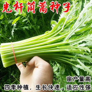 光杆小叶茼蒿种子日本进口茼蒿菜籽皇帝菜四季种子耐热耐寒蔬菜籽