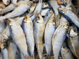 新晒青岛青板鱼青皮鱼燕子鱼青眼鱼小咸鱼干自晒干货500g