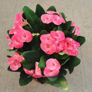 铁海棠盆栽粉色大花大叶虎刺梅带花海棠花阳台花卉观花植物带花发