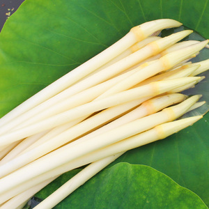 洪湖藕带新鲜藕尖湖北特产莲藕尖藕稍子当季蔬菜好吃家常菜净3斤