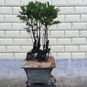 小叶紫檀盆景 书房趣味沉香绿植盆栽 树桩办公室内桌面内涵盆景