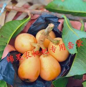 qufu910淘宝枇杷套袋芒果套袋育果袋单层双层内黑琵琶芒果专用袋套