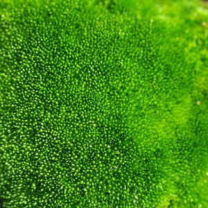 苔藓鲜绿青苔活水苔微景观白发藓砂藓朵朵真曲尾羊绒虹越食虫植物