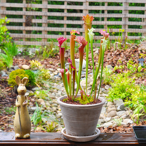 小虫草堂瓶子草组合成株套装朱迪思白海角食虫植物盆栽花园绿植