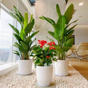 天堂鸟观叶鹤望兰成都室内盆栽植物办公室花卉绿植除甲醛阔叶盆景
