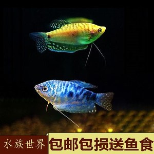 曼龙鱼蓝曼