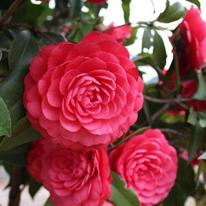 茶花苗【状元红】山茶花盆栽盆景绿植物花卉观花庭院阳台玫瑰四季