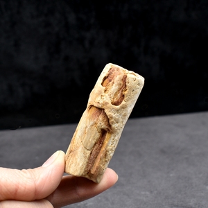 树段化石硅化木苏铁植物化石手把件椰子树化石树化玉科普教学标本