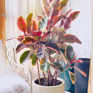 花叶橡皮树黑金刚室内办公室大型绿植观叶四季常青净化空气吸甲醛