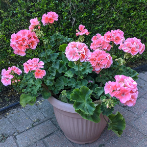 垂吊天竺葵盆栽壮苗带花苞发货阳台庭院好养花