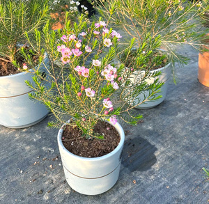 耐寒植物花卉冬天开花澳洲腊梅花澳梅盆栽室内绿植盆栽好养花