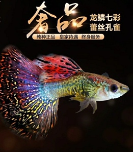 七彩龙鳞孔雀鱼