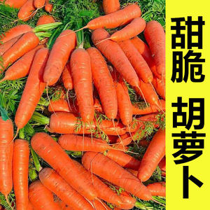 沙地胡萝卜10斤新鲜整箱特农家蔬菜脆甜沙地生吃红黄心胡罗卜5