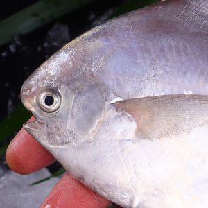 【不含箱重】东海特大银鲳鱼新鲜野生鲳鱼大昌鱼平鱼鲳鳊鱼白鲳鱼