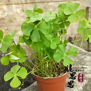 四叶草盆栽植物趣味绿植美观阳台办公桌窗台喜光照水培土培易养活