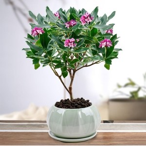 耐寒花卉金边瑞香冬季开花北方好养观花植物室内客厅阳台办公室花