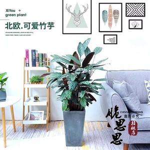 新款飞羽竹芋室内植物盆栽 四季常绿适合客厅卧室净化空气吸甲醛