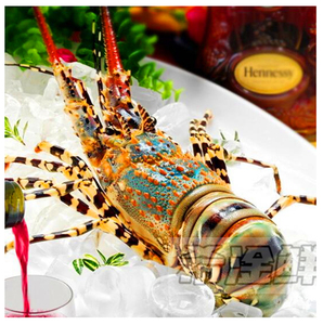 澳洲花龙虾鲜活海鲜超大冰鲜野生特大锦绣大花龙虾中芝士蒜蓉刺身