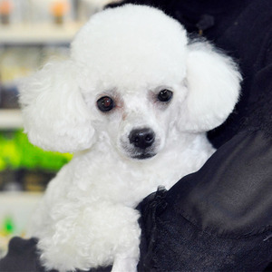 重庆宠物店纯种玩具白色贵宾犬泰迪狗茶杯犬小体成年三斤的狗狗