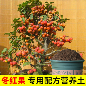 00沁春园苗木淘宝树苗树桩苗冬红果盆景苗沙果苗地栽东北海棠果沙