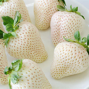 白雪公主 天使八号雪兔巨无霸姬妙香隋珠四季种植盆栽草莓苗