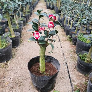 吉普赛女郎嫁接提跟盆景品种茶花茶花一物一拍室内阳台庭院绿植花