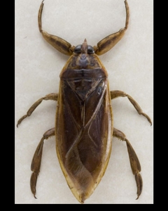 16只装新鲜速冻活体桂花蝉水蟑螂负蝽子水知了掐脚虫田鳖