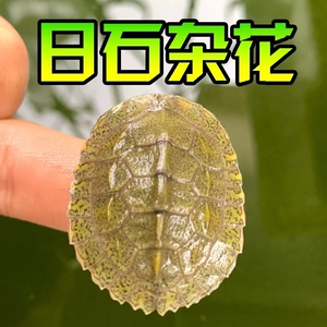 杰尼小龟【日杂系列】日石杂花日杂草日杂喉冷水龟观赏龟宠物活体