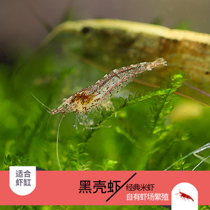 黑壳虾大和藻虾除藻鱼缸淡水草虾观赏虾工具体清洁虾饲料虾活体