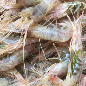 红毛虾红芒子虾野生捕捞红毛虾南通红毛虾两斤野生新鲜产地直发