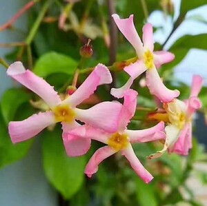 粉色风车茉莉:西西里岛之星trachelospermum j star of sicilyr