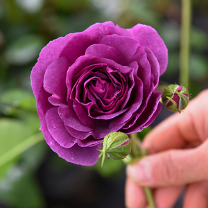 欧月 比利时 密涅瓦月季花灌木深紫色开花浓香丰花阳台庭院盆栽花