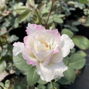 新品月季乐柏 阳台盆栽 会粉日本河本纯子 浓香月季花苗日月