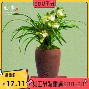 【十八格格兰花带花苞】十八格格兰花带花苞品牌,价格 - 阿里巴巴