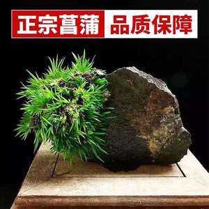 菖蒲苗黄金姬金钱贵船苔虎须老桩龙根矮种菖蒲草绿植水培附石盆景