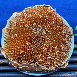 向日葵花盘500g克散装葵花盘干向日葵花籽盘托葵花盘非野生中药材