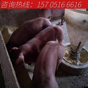 新美系杜洛克种公猪英系大白长白新美系大约克全国包邮视频挑选