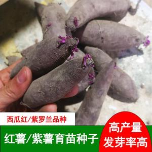 顺丰红薯紫薯种子紫薯苗高产地瓜种子红心蜜薯板栗番薯发芽种植