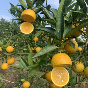 【重庆广柑】重庆广柑品牌,价格 - 阿里巴巴